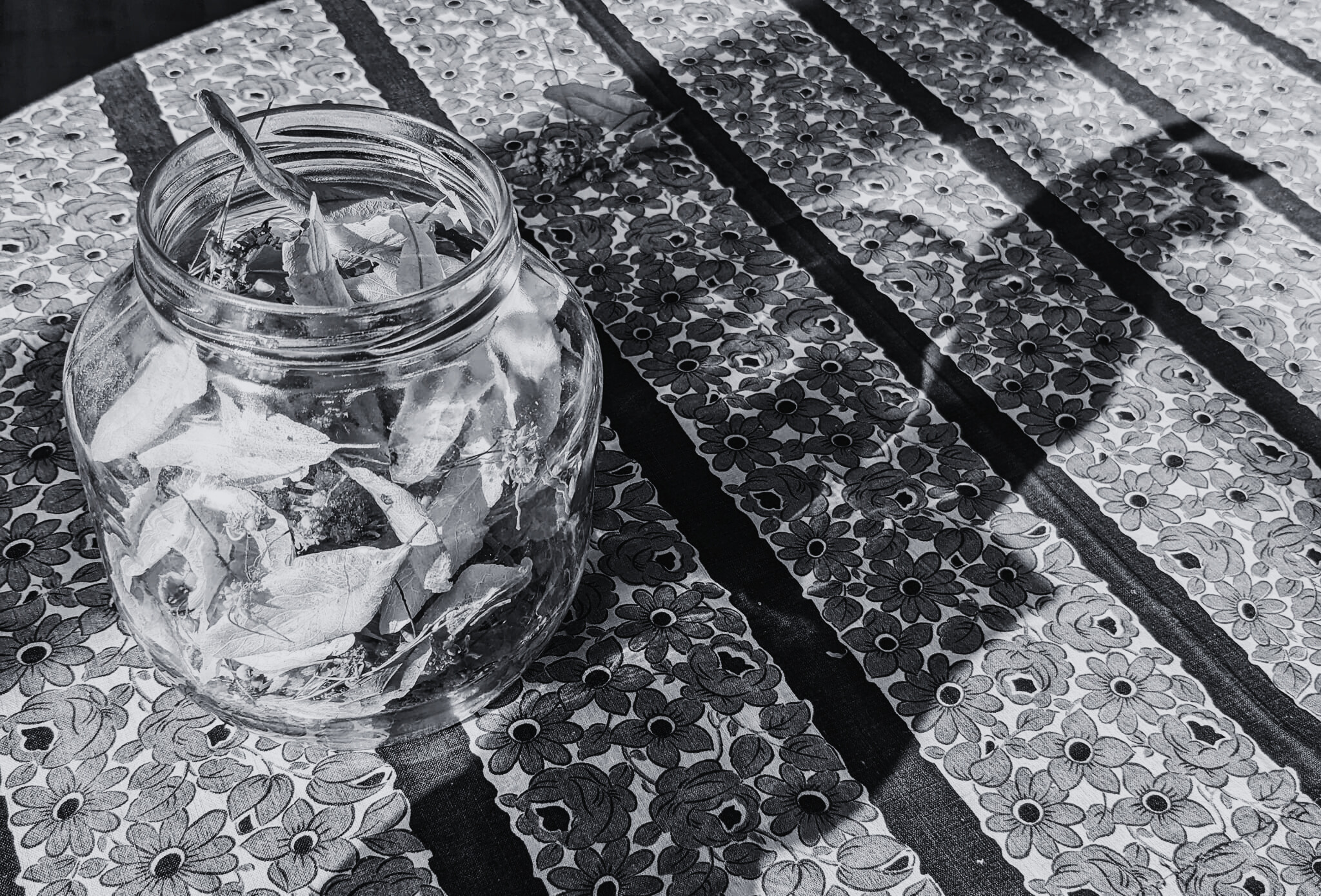 Dưới bóng cây cổ thụ